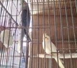 ১জোরা এডাল্ট ককাটেল বিক্রয় হবà§