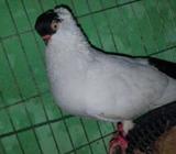 হেলমেট মাদà§