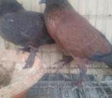 রানিং চিলà¦
