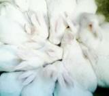Rabbit sale