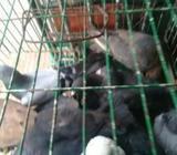 pigeon সব সেল করে দিà¦