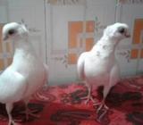 টুইটাল সট ফিà¦