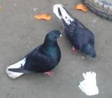 মসাল দà¦