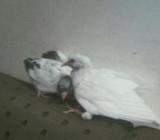 সুন্দর গিরিবাজের বাচ্চা সময় কাটানোর সাথি হবে আপনাà¦