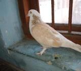 সিরাজি কবুতর।। মেà¦