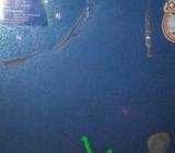 ওয়াল্টন ডিফ ফ্রিজ বিক্রি করা হবে (১৪৬ লিটার