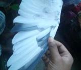 kobutor, কবুতà¦