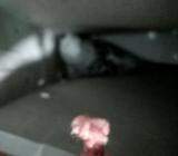 exvebition english tcb adult fml for sell