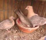 সুয়াচন্দন কবুতà¦