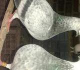 গ্রিজেল কবুতà¦