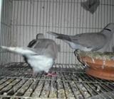 ২জোরা ঘুঘু পাখি খাচা সà¦