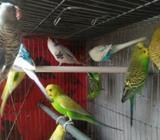 বাজিগার পাখà¦