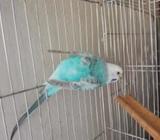 রেইনবো প্রডিউসার ফিমেà¦