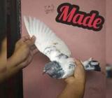 kobutor পিওর সবুজগলা কবুতà¦