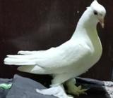 পেশোয়ারি মাদà¦