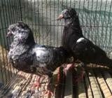 2মাস বয়সের কাল্পিট গিরি। খুব ভালো। চুচালà¥