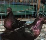 আর্ট এন্জেà¦