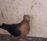 আর্টএন্জেল মাদà¦