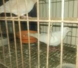 ঘুঘু পাখà¦