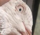 গিরিবাà¦