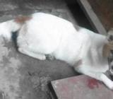 কুকুর বিক্রি হবà§
