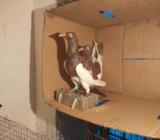 magpie sell hobe