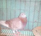 রেইসার কবুতর , নà¦