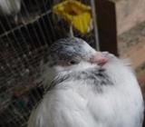 পোস্টার হাইপ্লেয়ার গিরাবাà¦