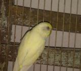 বাজরিগার মেইà¦