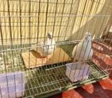 দেশী গোলà¦