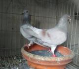 কাশ্মিরি রেসার - রানিà¦