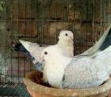 রানিং সাটিং কবুতর সেল হবেà¥