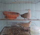 খাঁচা, ডিম সহ অস্ট্রেলিয়ান ঘুঘু পাখি বিক্রি করা হবেà¥