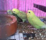 টেম সাইজ বাজরিগার বেবà¦