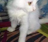 পারসিয়ান বিড়াà¦