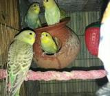 বাজরিগার পাখà¦