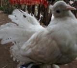 lokka nor. kub balo akdom susto