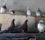 কিছু কবুতর বিক্রি হবà§