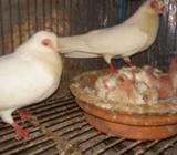 রানিং পেয়াà¦