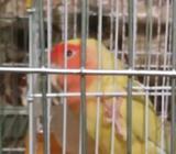 Lutino male