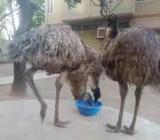 Emu pakhi