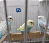 বাজ্রিকা ১ জোড়া sky blue Cw factor