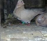 Red Awal Pair