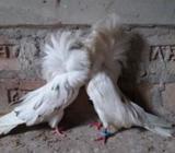 grizal jackobin