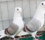 ব্লুবার পলিশ নিউ এডাল্à¦