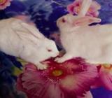 rabbit