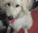 lhasa