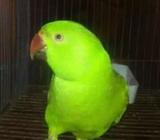 Indian Ringneck
