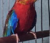 Red Opaline Turquoise - Adult Pair