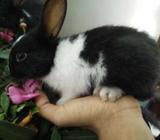 Rabbits